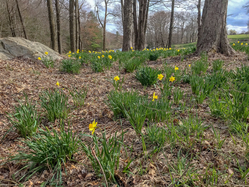 Laurel Ridge Foundation Fairfield Connecticut Narcissus flower