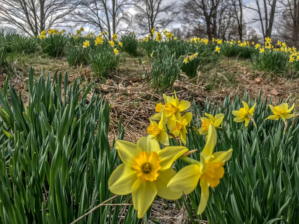 Laurel Ridge Foundation Fairfield Connecticut Narcissus flower fields