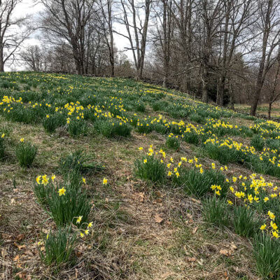 Narcissus Flowers in Connecticut Laurel Ridge Foundation, Fairfield, Connecticut