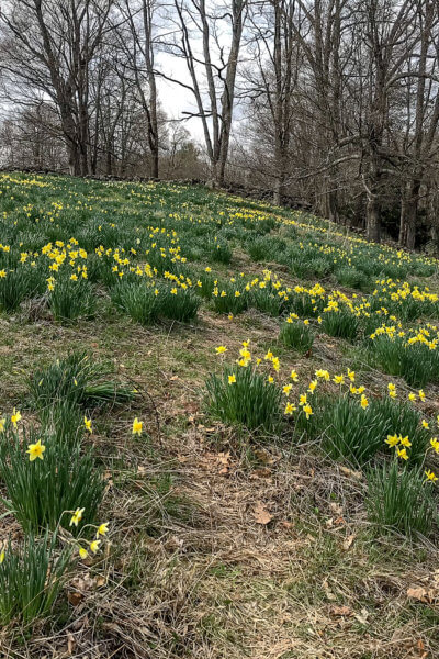 Narcissus Flowers in Connecticut Laurel Ridge Foundation, Fairfield, Connecticut