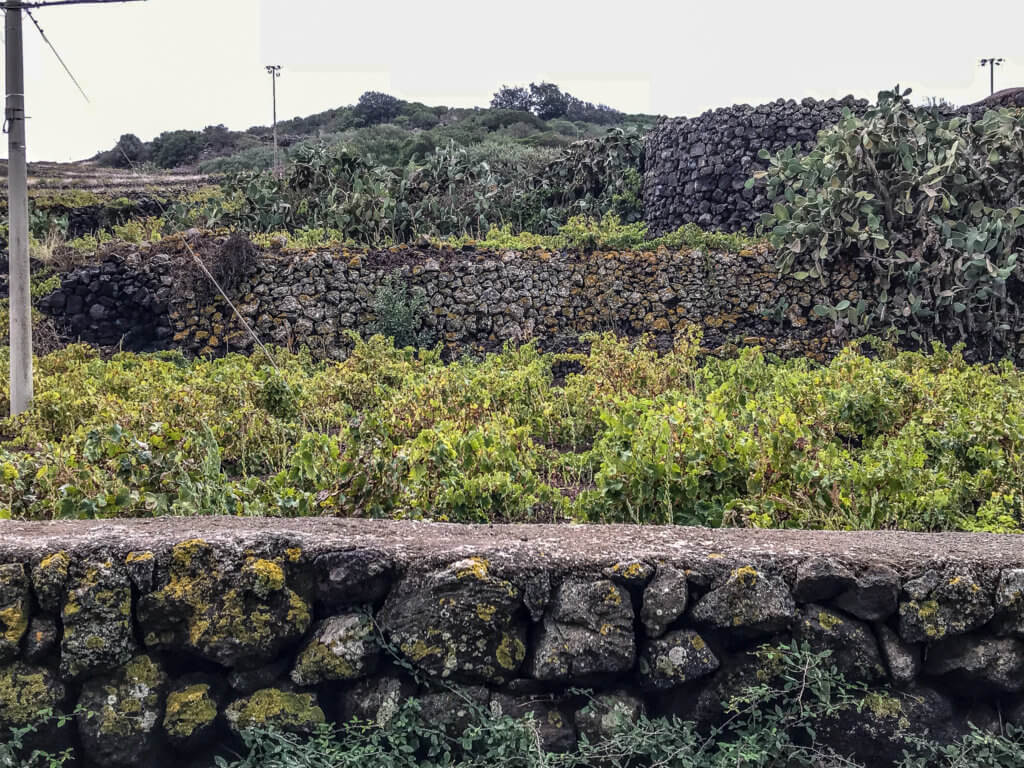 Walled grapevines - for protection from the wind on Pantelleria