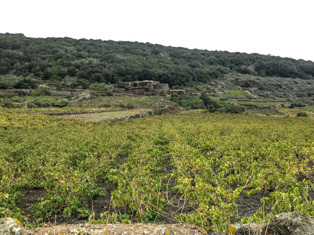 Low-growing grapevines on Isola di Pantelleria