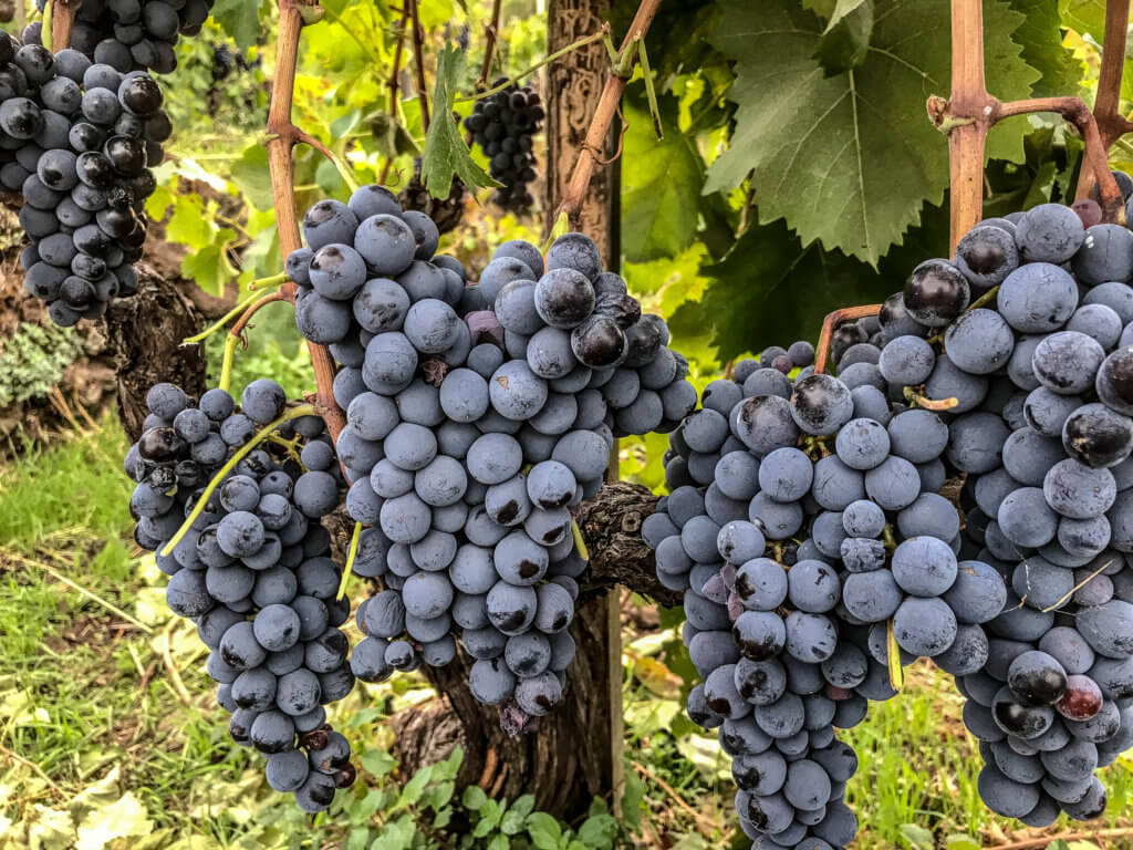 Planeta Sciaranuova grapes